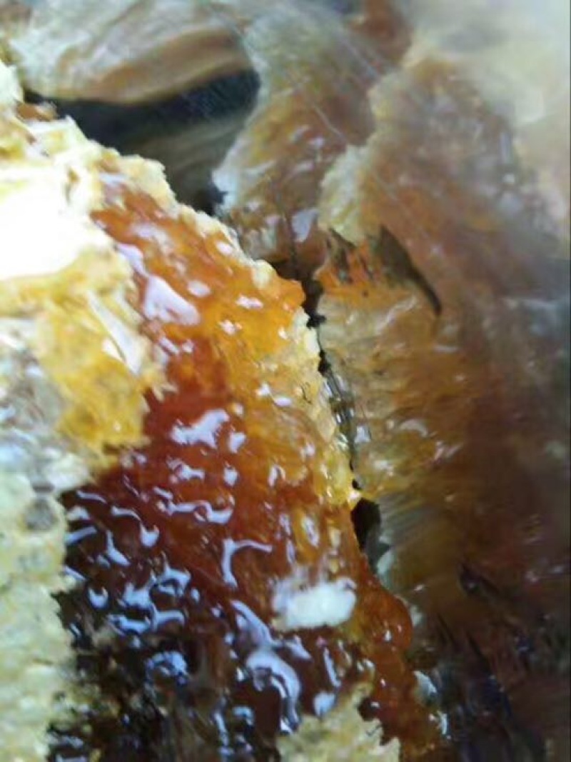 土蜂蜜，纯野生蜂大山深处自产自销