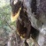 土蜂蜜，纯野生蜂大山深处自产自销
