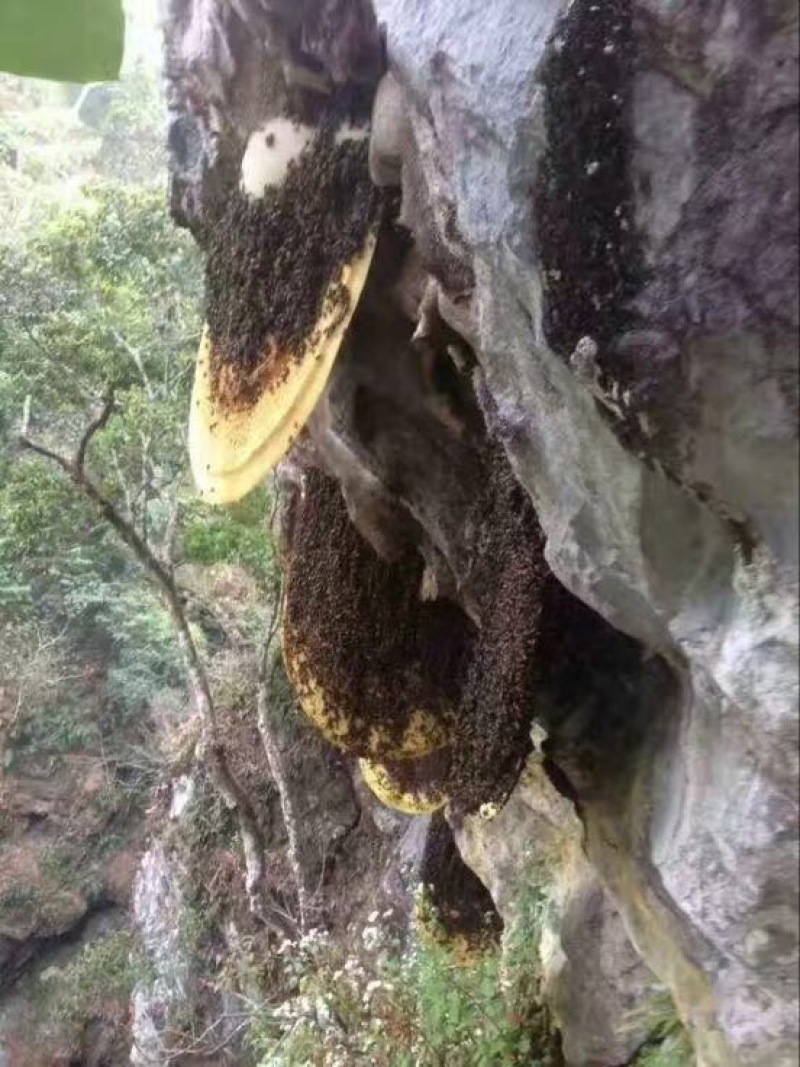 土蜂蜜，纯野生蜂大山深处自产自销