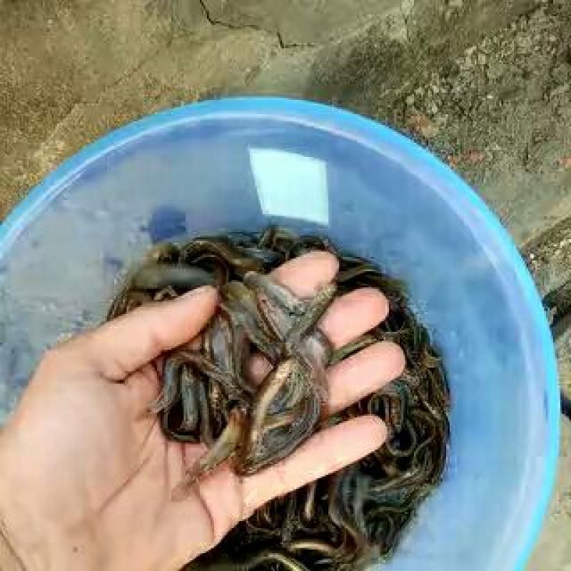 优质泥鳅苗台湾泥鳅货到付款原生态活体大量批发