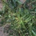 蒲公英10cm以上