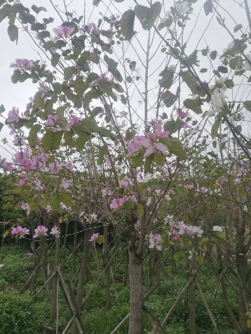 宫粉紫荆2~4cm10~12cm3~3.5米