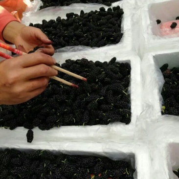 桑葚4~5cm