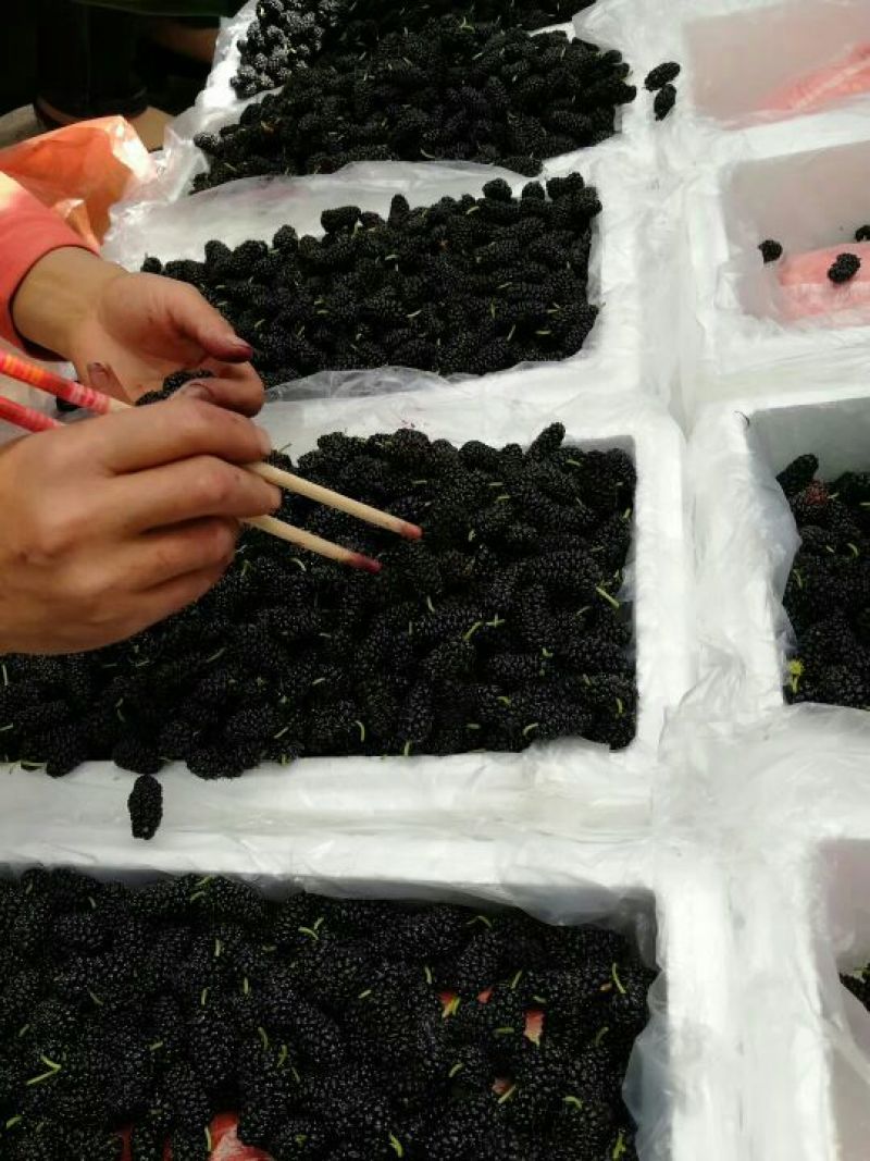 桑葚4~5cm