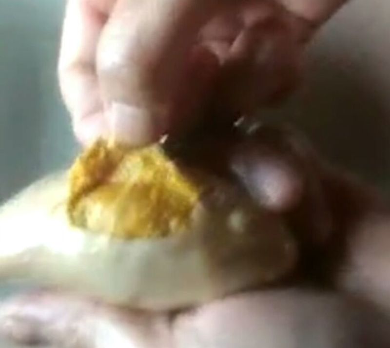 鸭宝