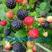 黑树莓苗，纯正三冠王，果个大，口感好，产量高，产地直销