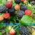 黑树莓苗，纯正三冠王，果个大，口感好，产量高，产地直销