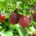 双季黄蜜树莓苗两年苗当年结果，品种纯正，产地直销