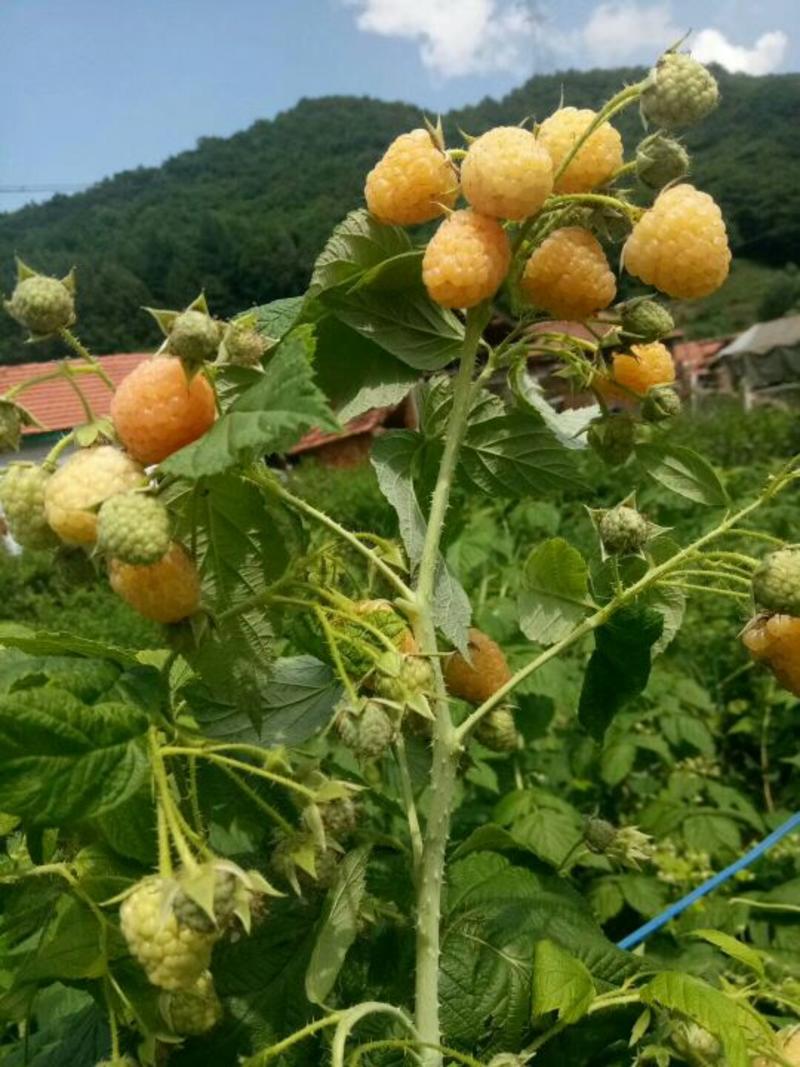 双季黄蜜树莓苗两年苗当年结果，品种纯正，产地直销