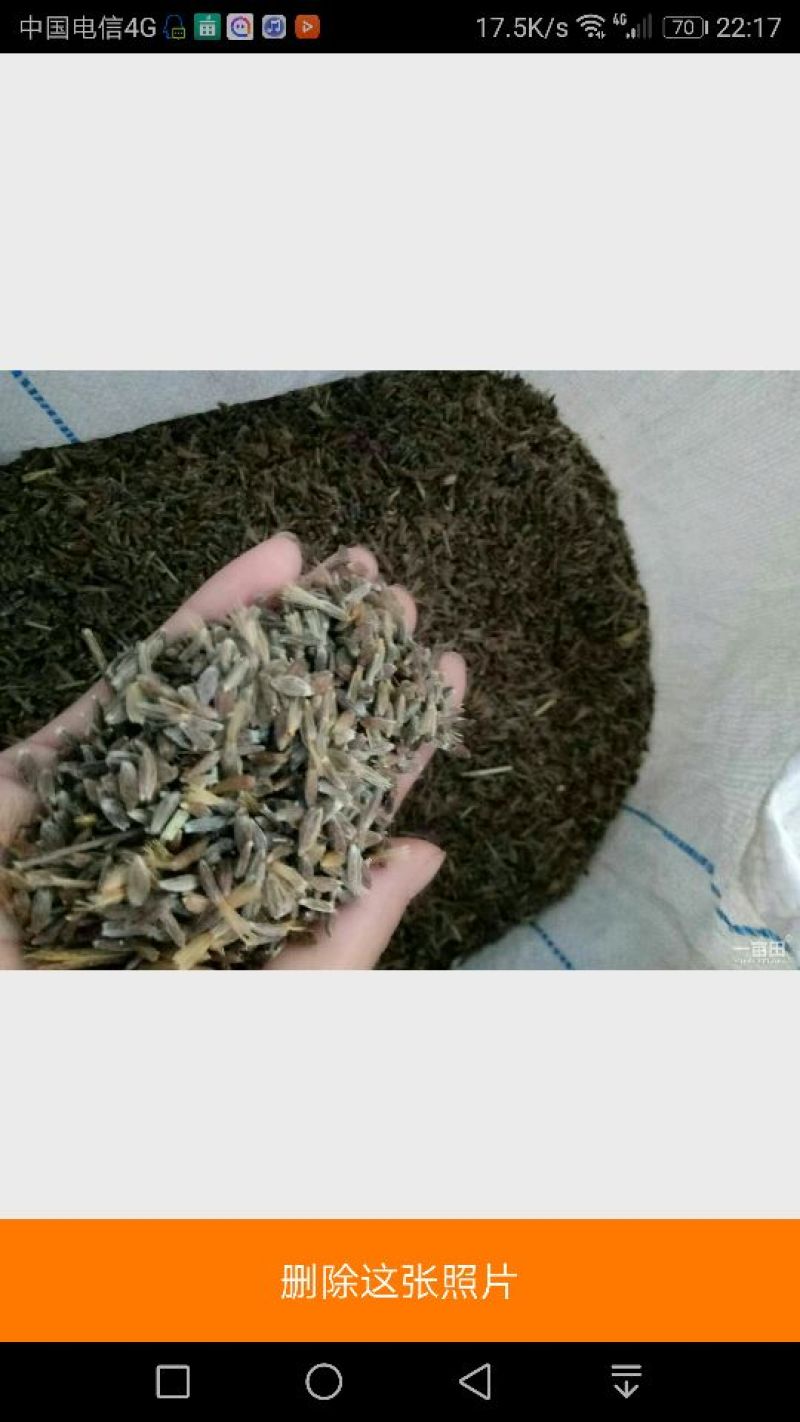 苍术种苗种子