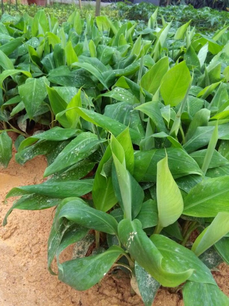 香蕉苗一级良种1~2年