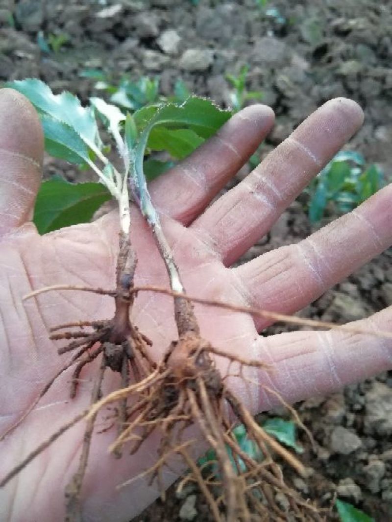 苍术