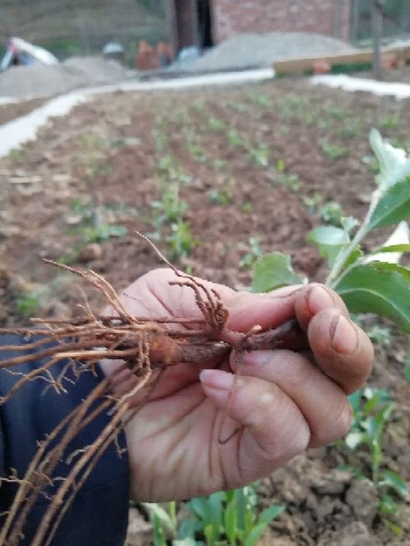 苍术