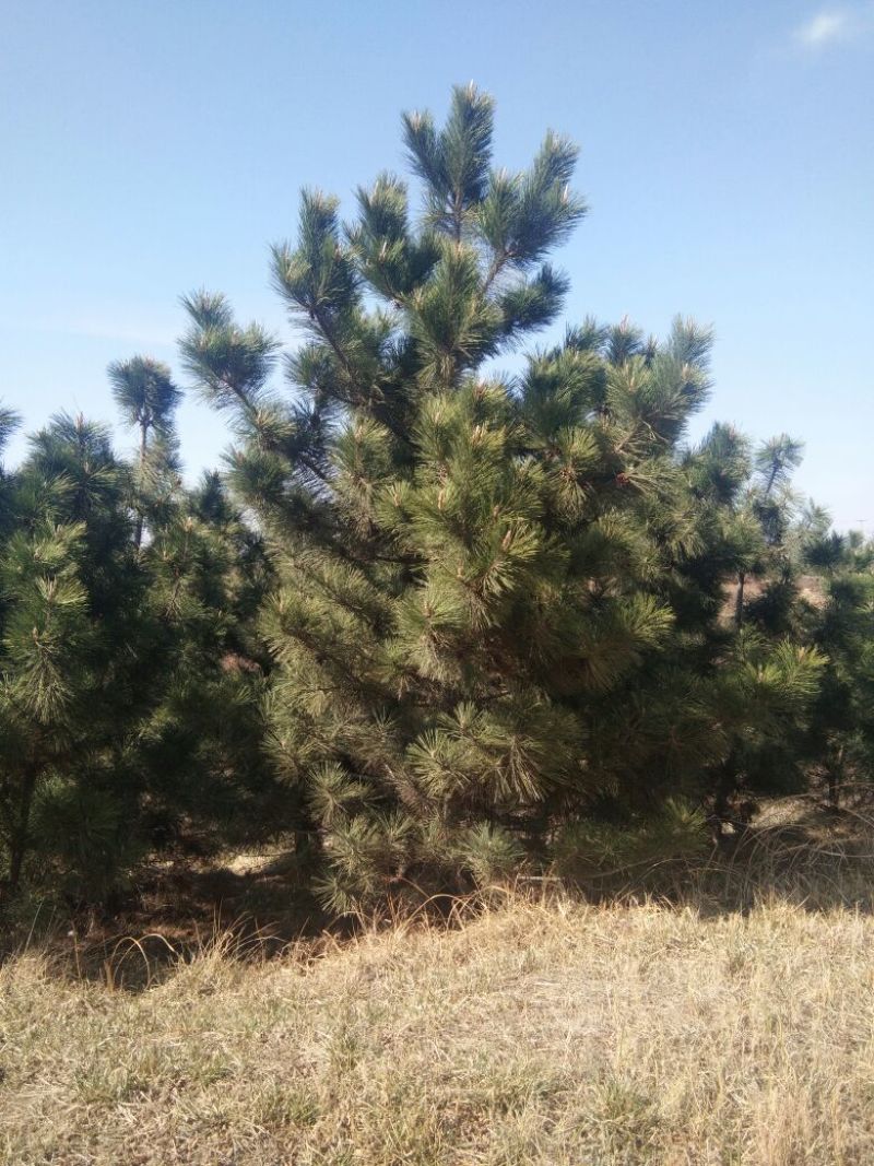 黑松8~10cm12~14cm3.5~4米