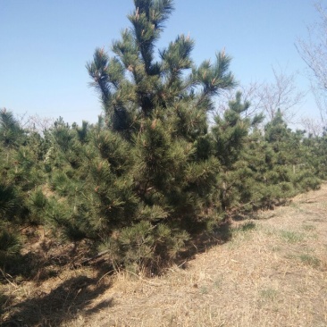 黑松8~10cm12~14cm3.5~4米