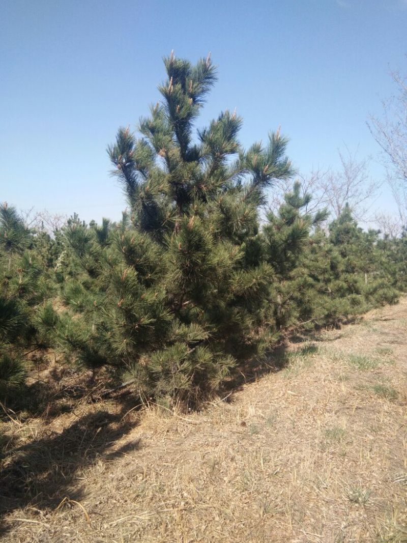 黑松8~10cm12~14cm3.5~4米