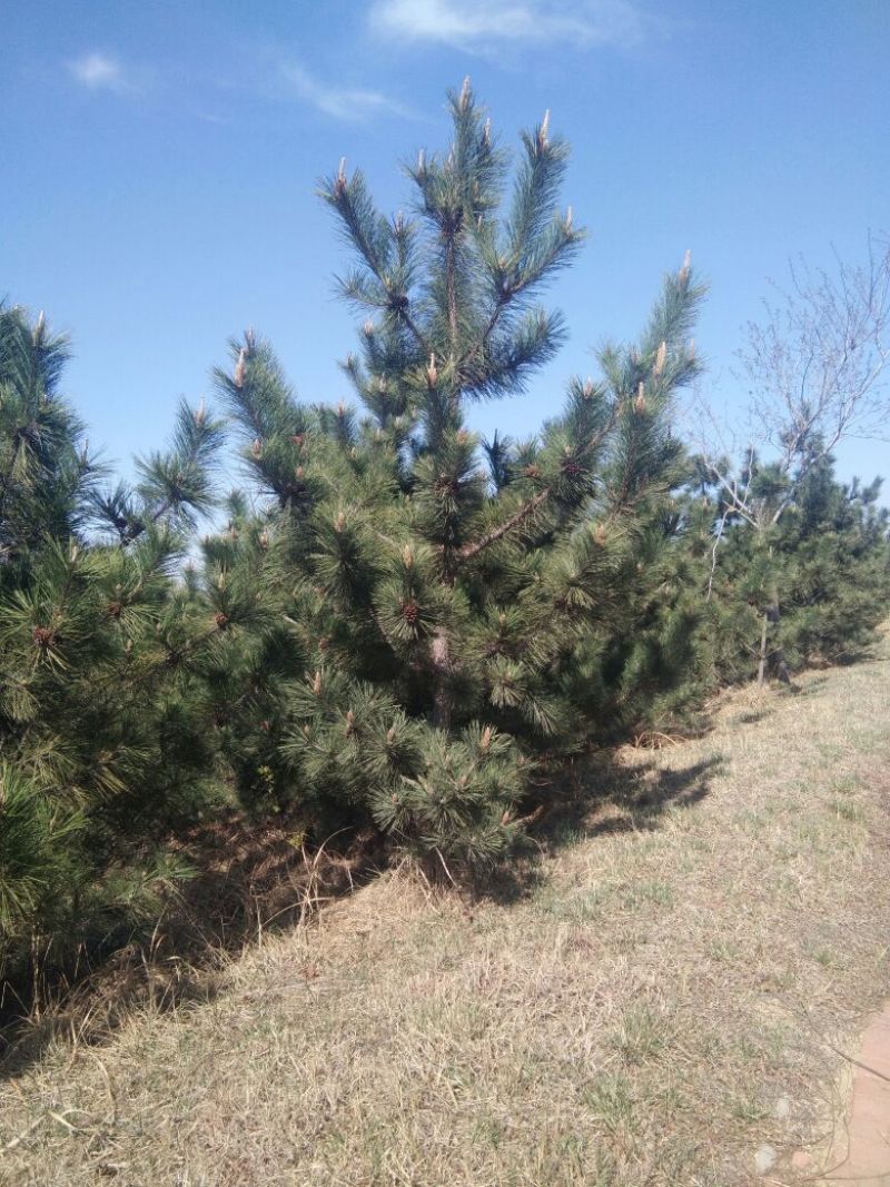 黑松8~10cm12~14cm3.5~4米