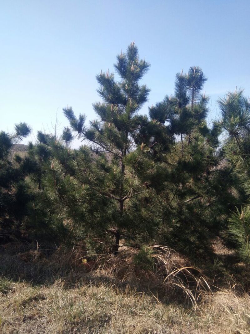 黑松8~10cm12~14cm3.5~4米