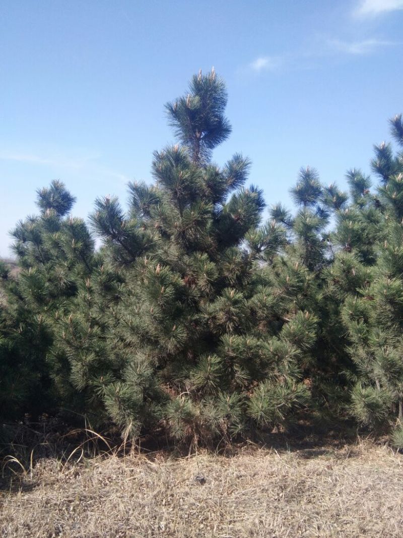 黑松8~10cm12~14cm3.5~4米