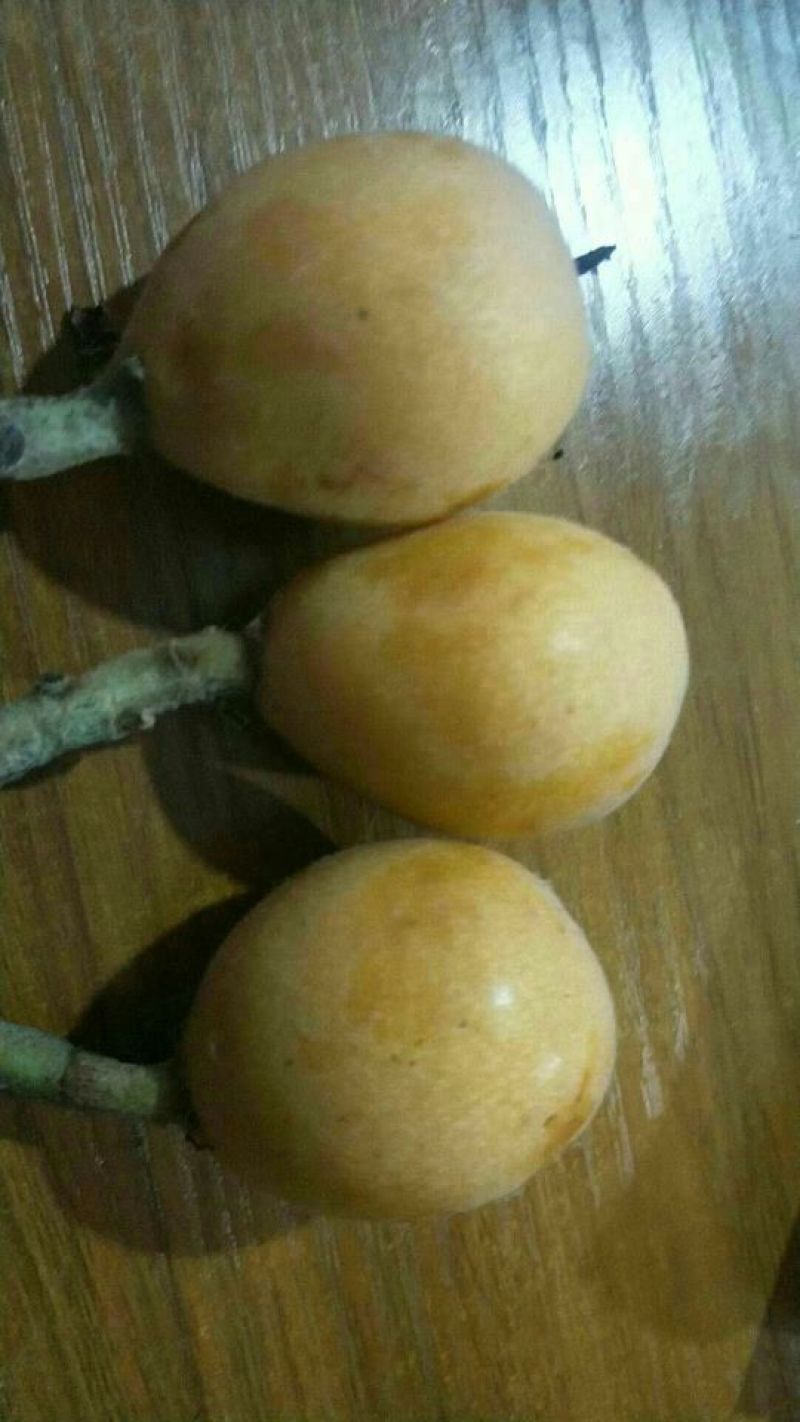 枇杷树苗51~80cm