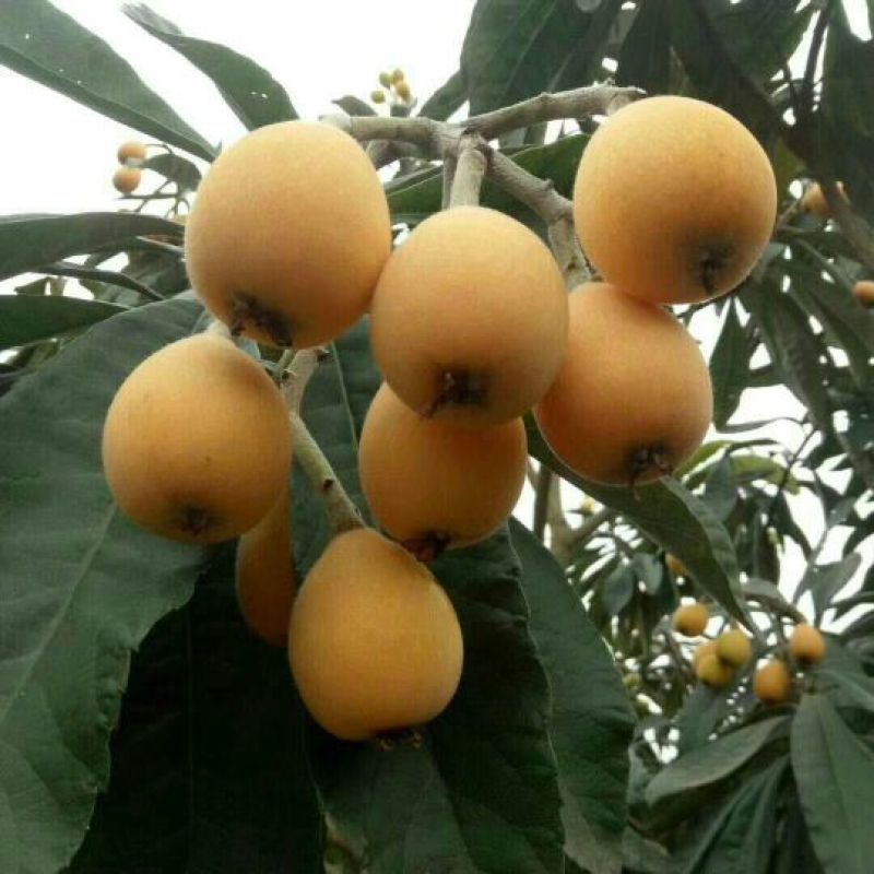 枇杷树苗51~80cm