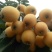 枇杷树苗51~80cm