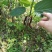 长果桑树苗40~50cm
