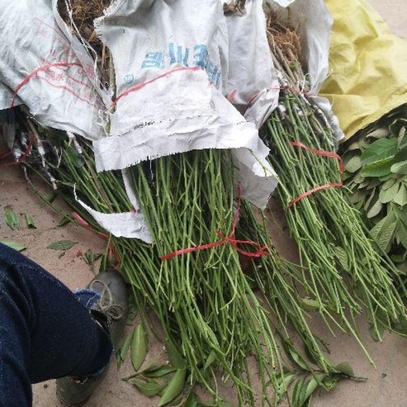 长果桑树苗40~50cm
