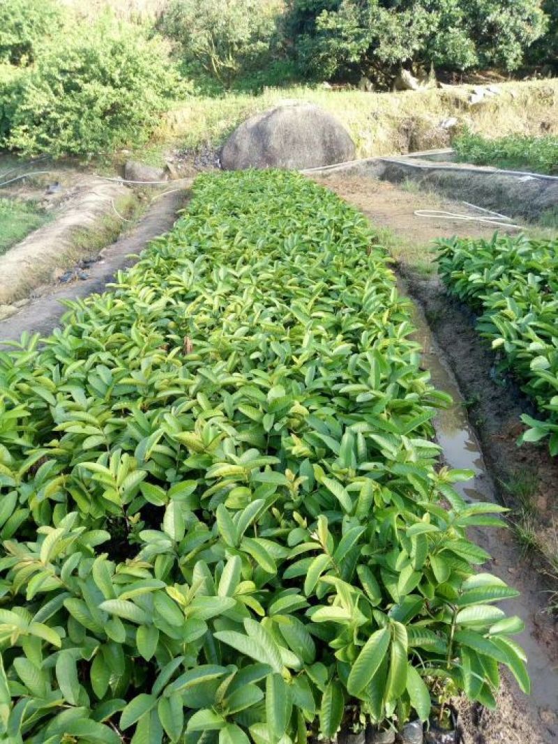 西瓜番石榴苗30~50cm