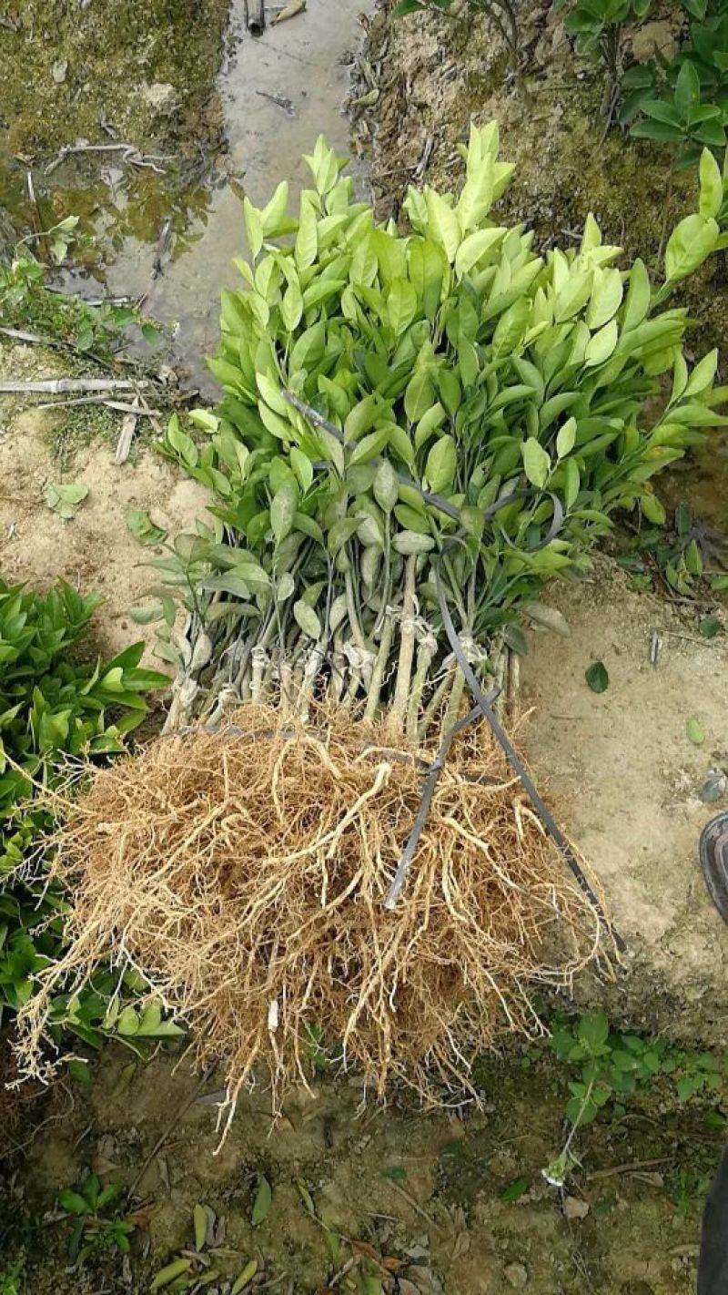 沃柑苗50~80cm