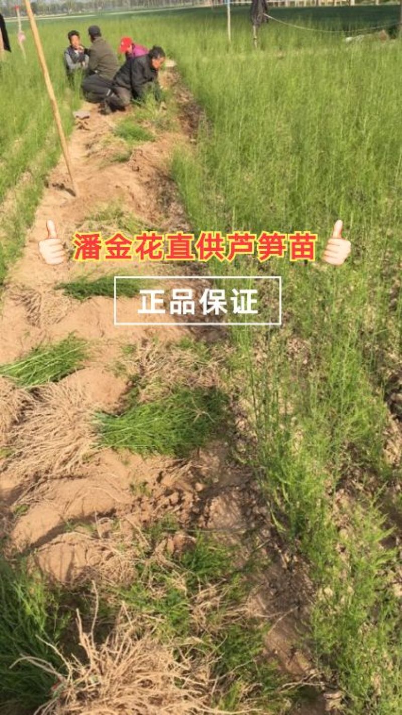芦笋苗，一年苗好活成本低，大面积种植推荐。