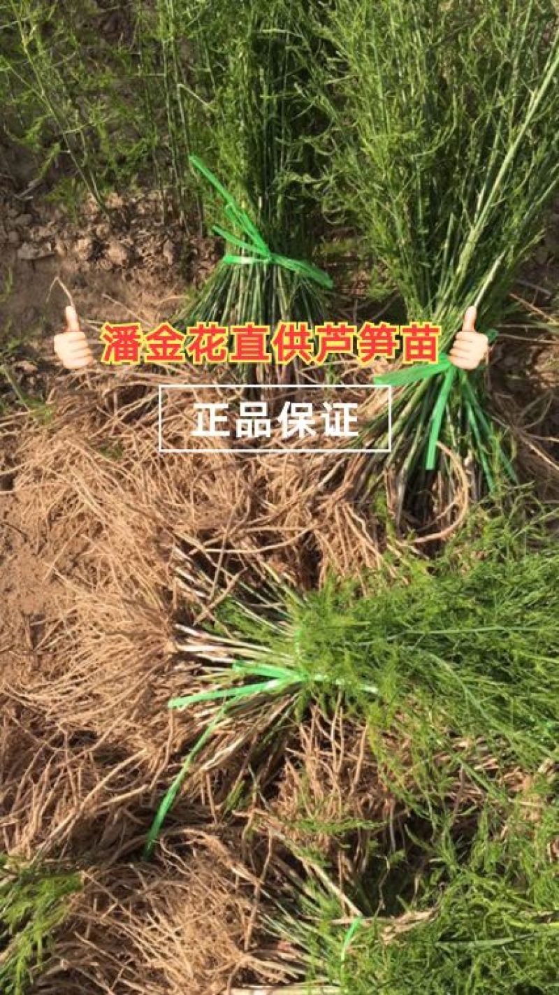 芦笋苗，一年苗好活成本低，大面积种植推荐。