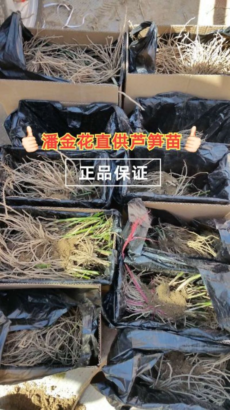 芦笋苗两年苗生长快，来年即可收芦笋，农家推荐