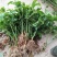 紫香1号百香果苗10~20cm