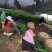 大黄姜老姜生姜鲜货带土威远大块老姜