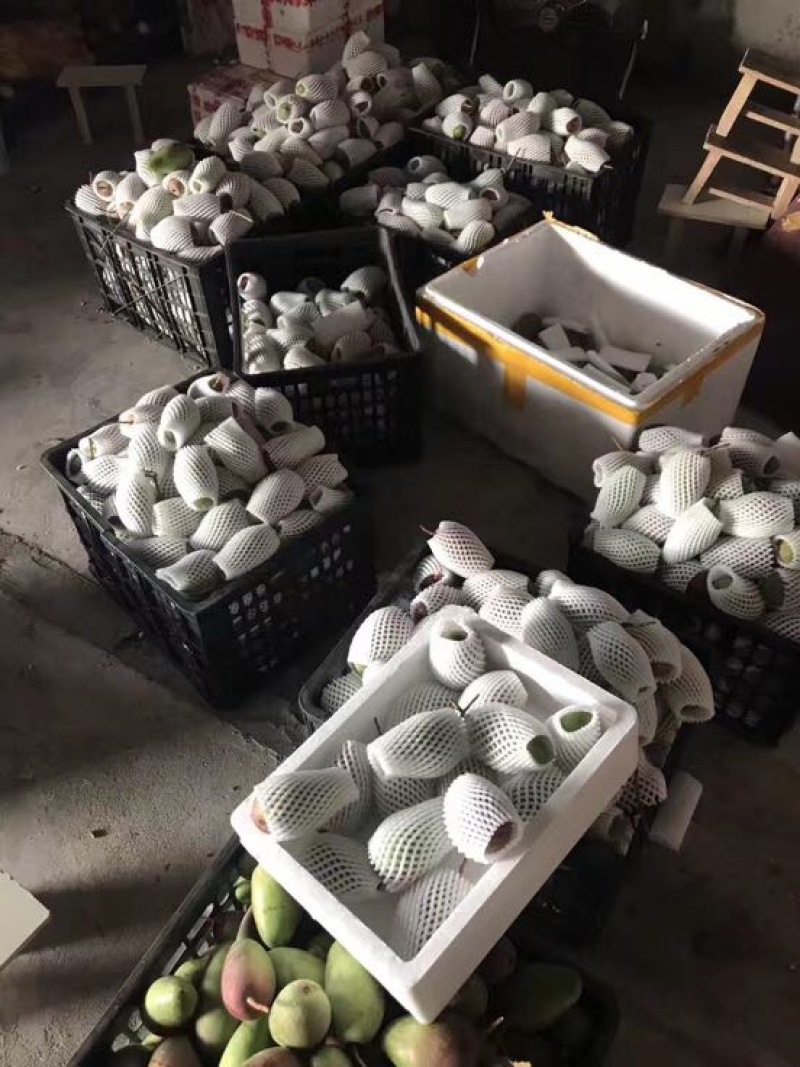 贵妃芒2两以上