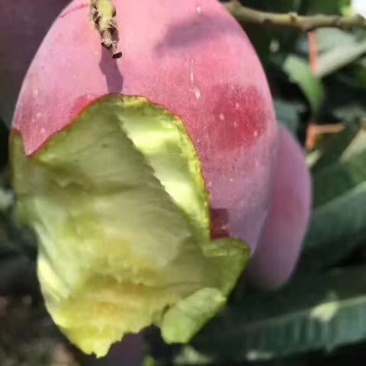 贵妃芒2两以上