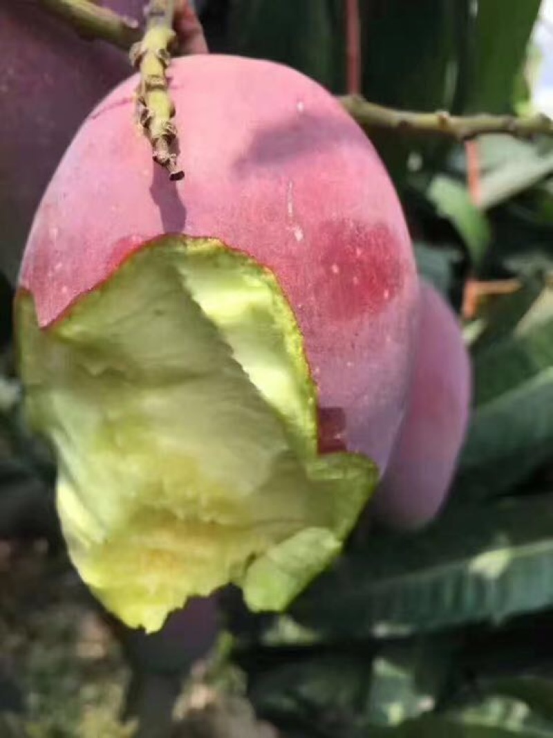 贵妃芒2两以上