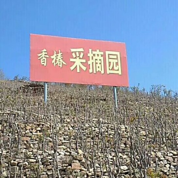 香椿芽清明节大量上市
