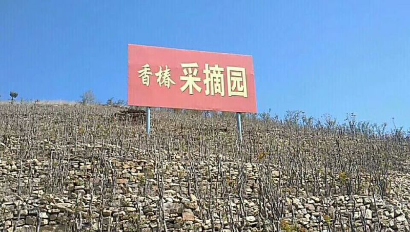 香椿芽清明节大量上市