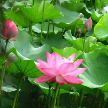 睡莲10~20cm