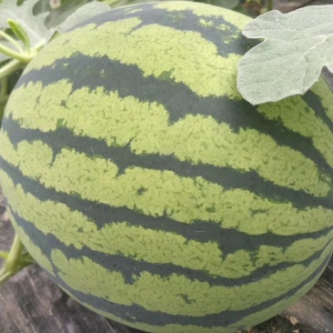 甜王西瓜8斤打底8成熟1茬五一大量上市