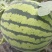 甜王西瓜8斤打底8成熟1茬五一大量上市