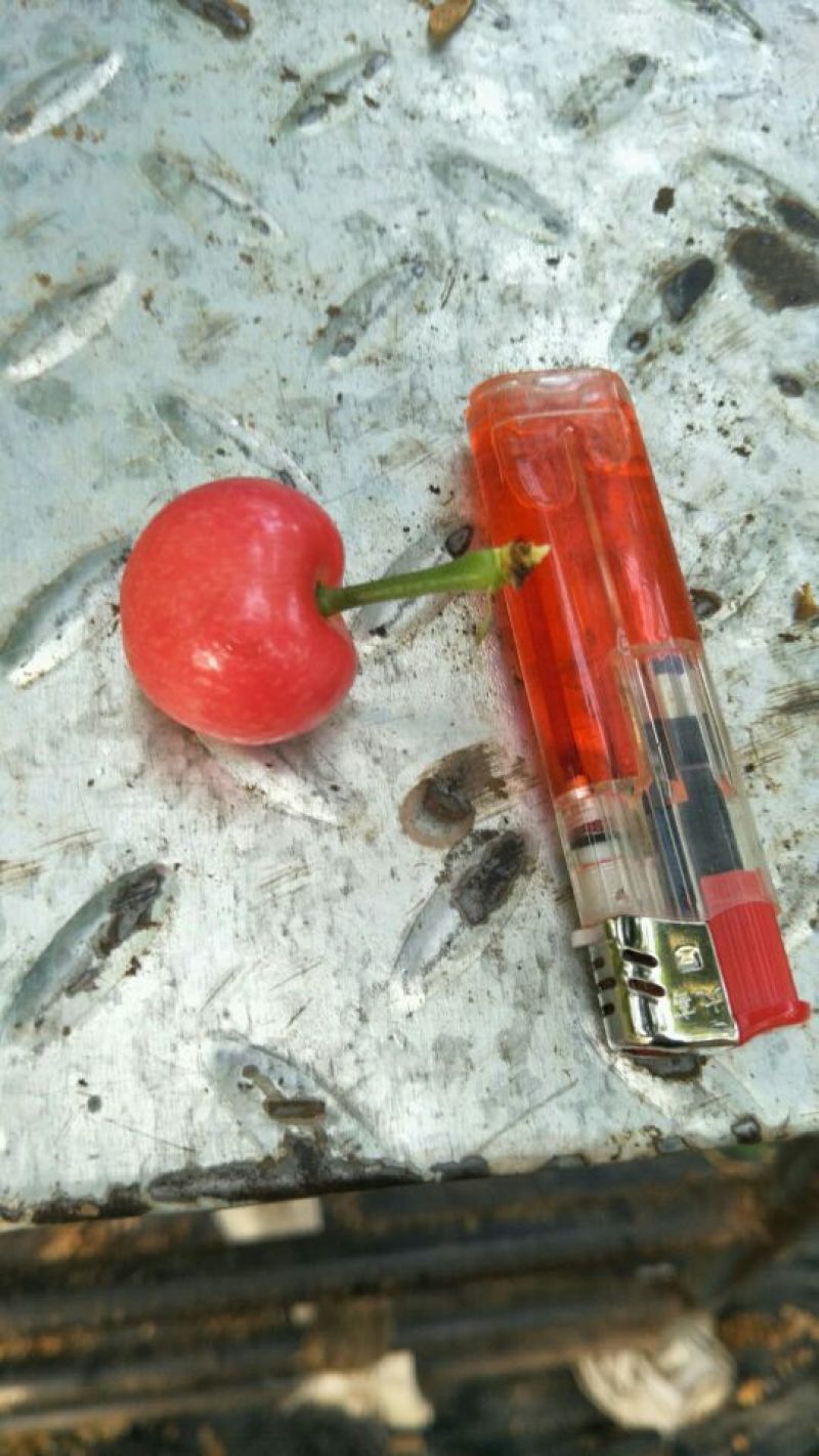 红灯樱桃