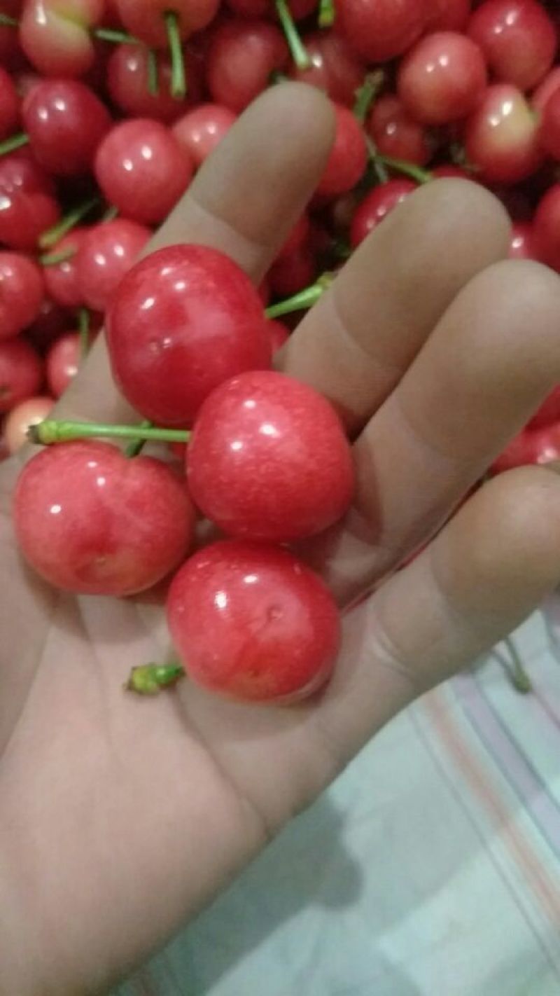 红灯樱桃