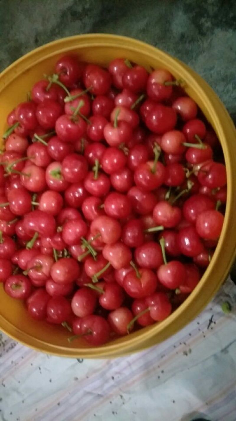 红灯樱桃