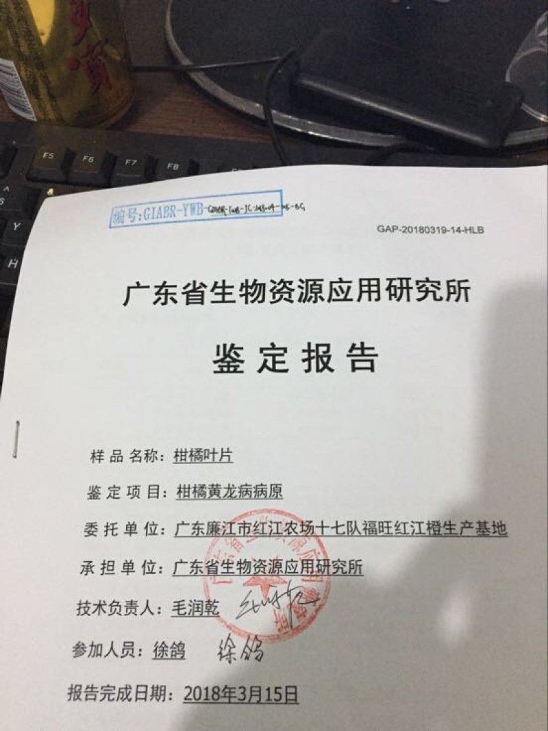 红江橙苗无籽少籽红江橙苗