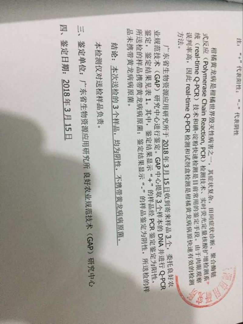 红江橙苗无籽少籽红江橙苗