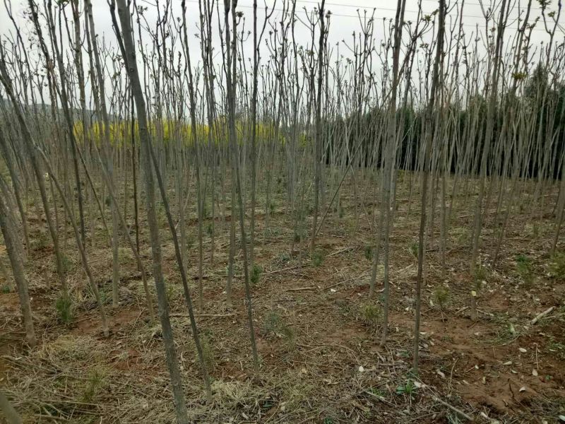 大棚红油香椿苗2一3公分
