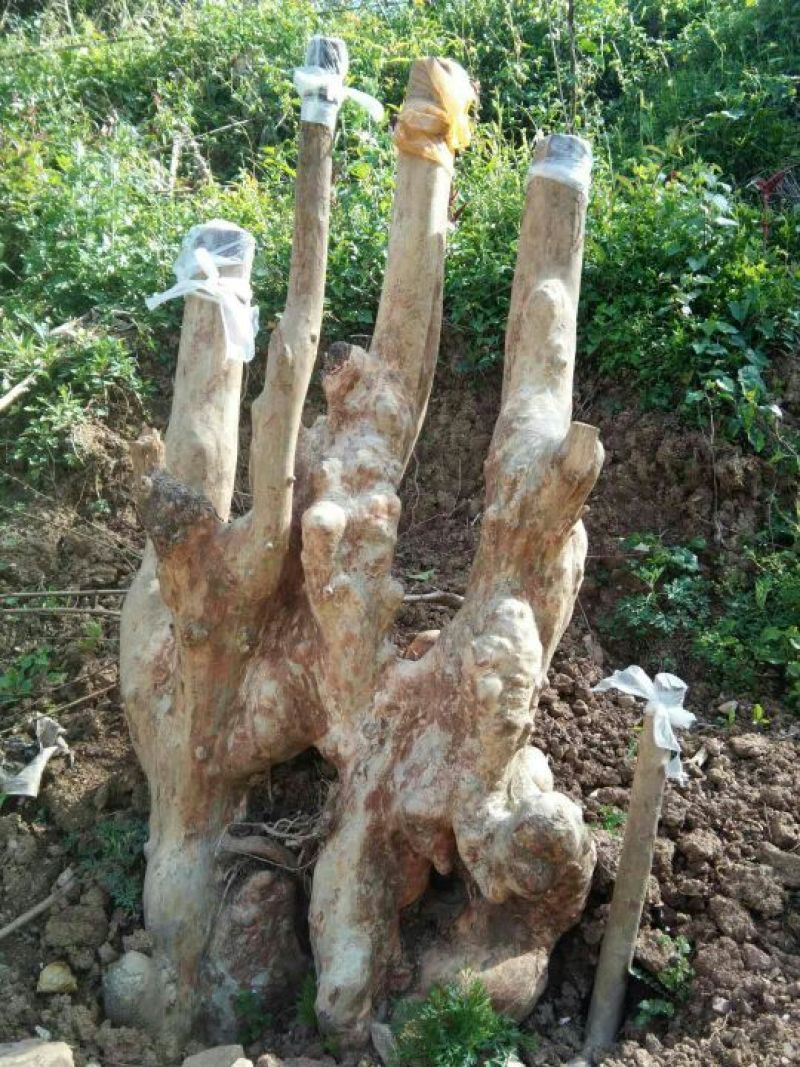 马灵光1.5~2m